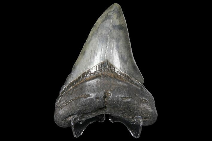 3.65" Fossil Megalodon Tooth - South Carolina